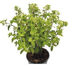 Topf mit Strauch mit grünen Blättern und Blüten