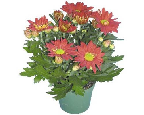 Chrysantheme im Topf