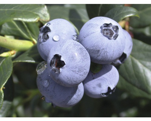 Heidelbeere FloraSelf Vaccinium corymbosum 'Hortblue Petite' H 30-40 cm Co 3 L Nahaufnahme von Heidelbeeren mit Wassertropfen