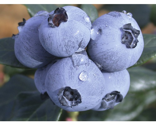 Nahaufnahme von frischen Heidelbeeren mit Wassertropfen