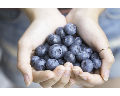 Eine Handvoll Blaubeeren.