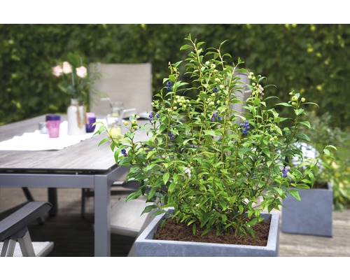 Blaubeerstrauch im Topf auf einer Terrasse mit Gartentisch und Dekoration