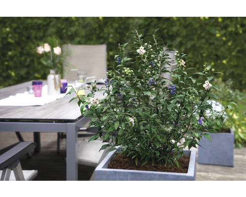 Blaubeerstrauch mit Früchten in einem Pflanzgefäß auf einer Terrasse