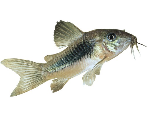 Corydoras Metallpanzerwels