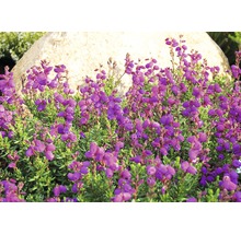 Purpurheide im Gartenbeet mit Stein