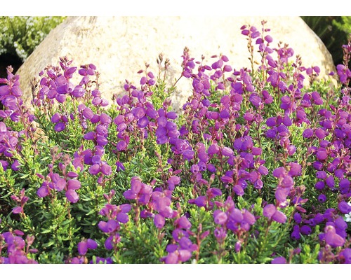 Purpurheide im Gartenbeet mit Stein