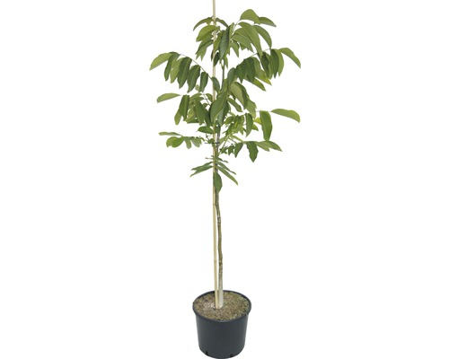 Walnussbaum in einem Topf