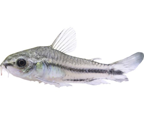 Corydoras-Aeneus-Zierfisch