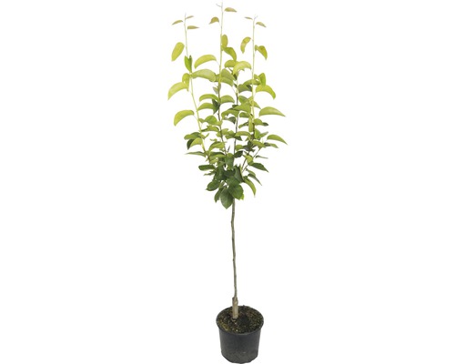 Baum im Topf mit Laub