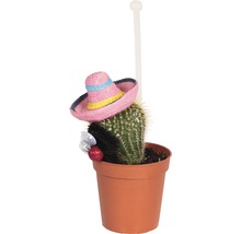 Kaktus in einem Topf mit Dekoration