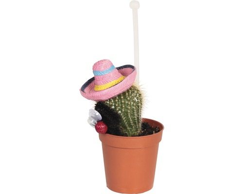 Kaktus in einem Topf mit Dekoration