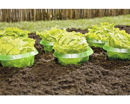 Salatköpfe in Pflanzschalen im Beet