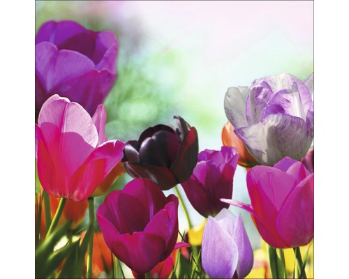 Glasbild Colorful Tulips II 50x50 cm GLA037