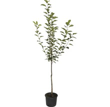 Sauerkirsche 'Morellenfeuer' FloraSelf Prunus cerasus 'Morellenfeuer' H 120-150 cm Co 7,5 L-thumb-1