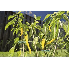 Gelbe Chilischoten an einer Pflanze im Garten