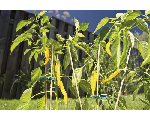 Gelbe Chilischoten an einer Pflanze im Garten