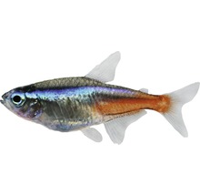 Glühlichtsalmler