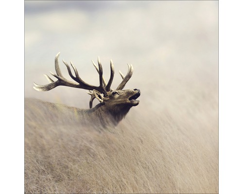 Glasbild Lonely Deer 20x20 cm GLA1349