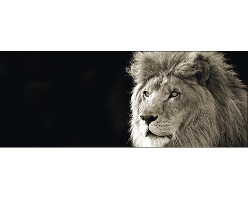 Glasbild Lion 30x80 cm GLA164