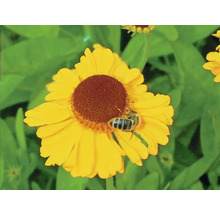Gelbe Blüte mit einer Biene