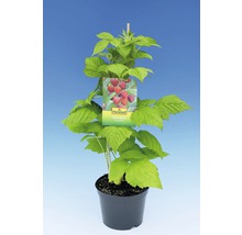 Himbeerpflanze im Topf mit Etikett