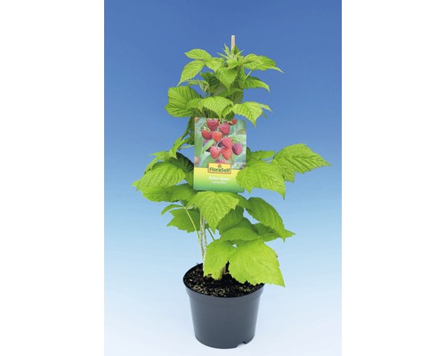 Himbeerpflanze im Topf mit Etikett