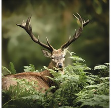 Hirsch mit Geweih im Dickicht