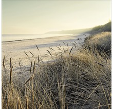 Dünenlandschaft am Strand mit Gras im Vordergrund