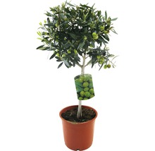 Olivenbaum im Topf mit Früchten
