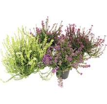 Verschiedenfarbige Heidepflanzen im Topf