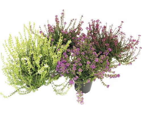 Grauheide FloraSelf Erica cinerea Ø 12 cm Topf zufällige Sortenauswahl Verschiedenfarbige Heidepflanzen im Topf