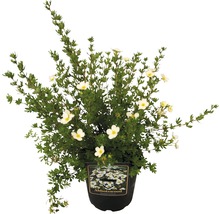 Strauch Fingerstrauch Abbottswood im Topf