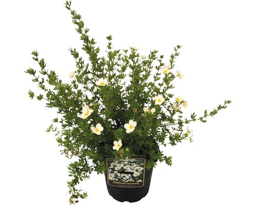 Strauch Fingerstrauch Abbottswood im Topf