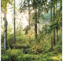 Waldszene mit Bäumen und Unterholz im Sonnenlicht