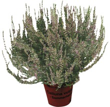 Besenheide Calluna vulgaris im Topf