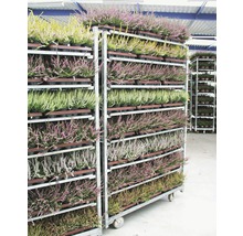 Blühende Erika Pflanzen auf einem Rollwagen für den Transport.