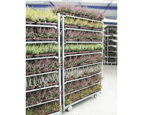 Blühende Erika Pflanzen auf einem Rollwagen für den Transport.