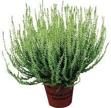Besenheide Calluna vulgaris im Topf