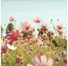 Feld mit rosa Kosmeenblüten