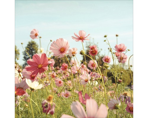 Feld mit rosa Kosmeenblüten