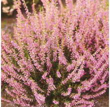 Besenheide Pflanze mit lila Blüten