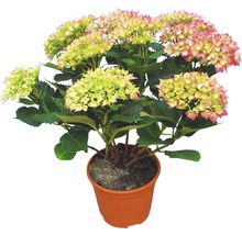 Hortensie im Topf mit Blüten