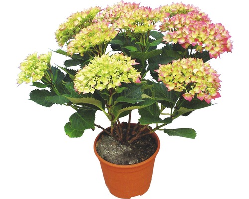 Hortensie im Topf mit Blüten