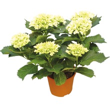 Hortensie im Topf