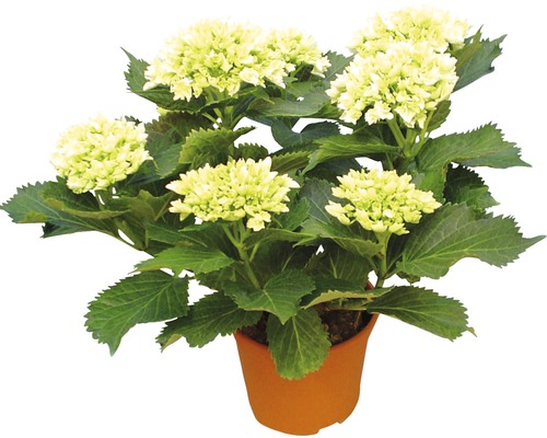 Hortensie im Topf