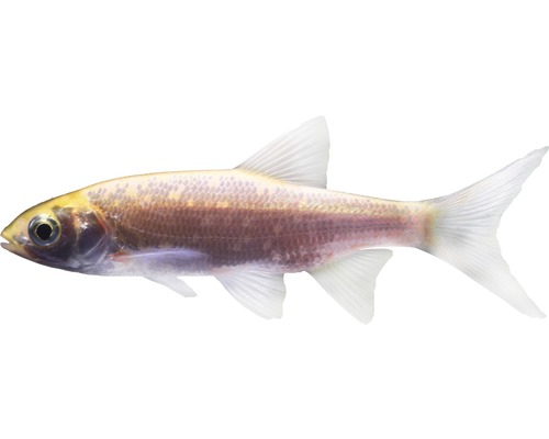 Albino-Goldelritze für Aquarien