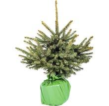 Blaufichte im Topfballen, verpackt