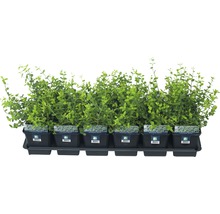 Fünf Euonymus im Topf auf einem Tablett