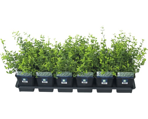 Kriechspindel, 10 - 15 cm Fünf Euonymus im Topf auf einem Tablett