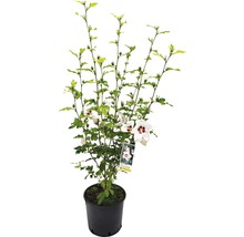 Hibiskus im Topf mit weißen Blüten